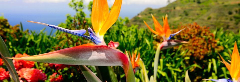 Äkkilähdöt Madeira